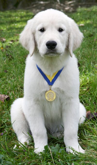 S.T.A.R. Puppy